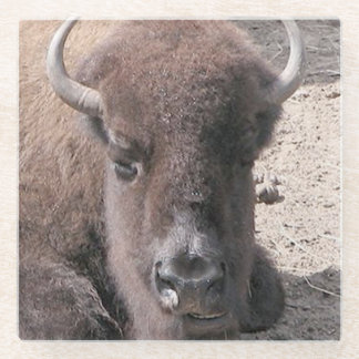 Buffalo Photo Square Glass Coaster
