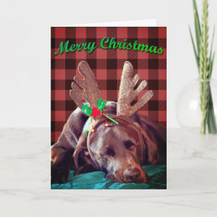 Buffalo Plaid Labrador Wearing Antlers Photograph  Holiday Card