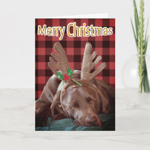 Buffalo Plaid Labrador Wearing Antlers Photograph  Holiday Card