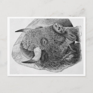 Buffalo Postcard