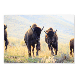 Buffalo Running Photo Print