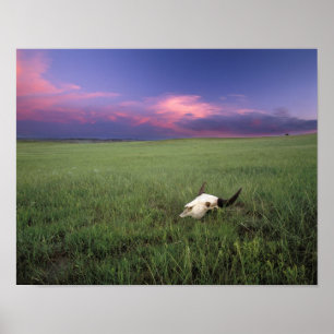 Buffalo Skull in Prairie Grass near Medora Poster