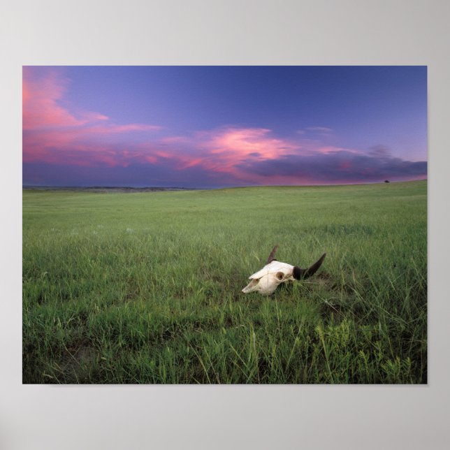 Buffalo Skull in Prairie Grass near Medora Poster (Front)
