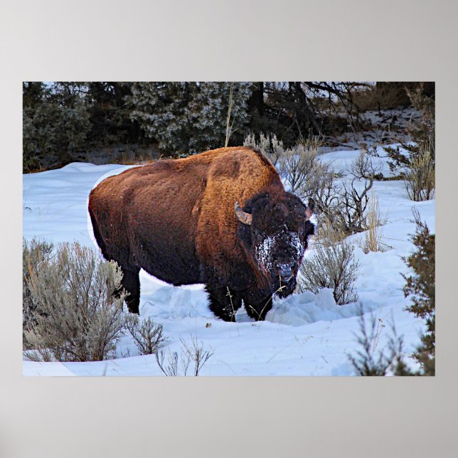 Buffalo Snow Photo Poster (Front)