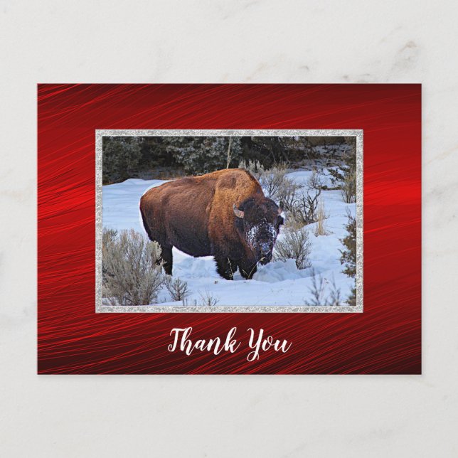 Buffalo Snow Photo Thank You Postcard (Front)