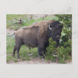 Buffalo Sticking Out Tongue Postcard