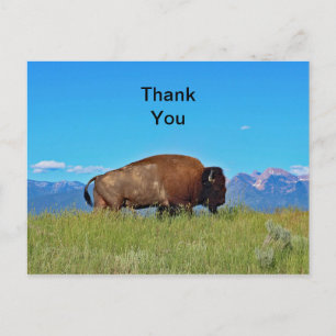 Buffalo Thank You Postcard