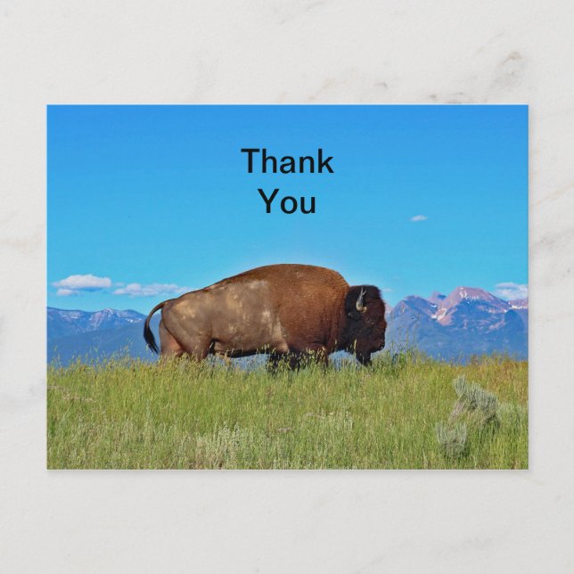 Buffalo Thank You Postcard (Front)