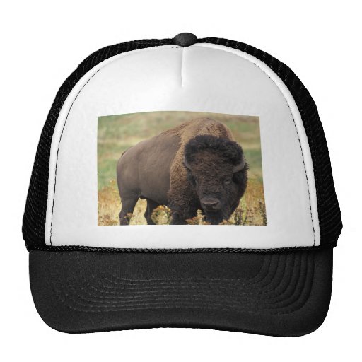 Buffalo Trucker Hat | Zazzle