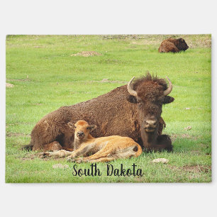 Buffalo with calf magnet