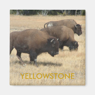 Buffalo Yellowstone Magnet