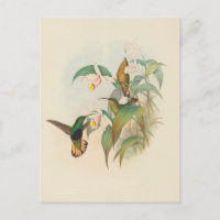 Buffed-Tailed Velvet-Breast | John Gould
