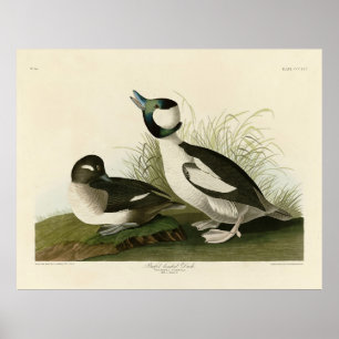 Buffel-headed Duck from Audubon's Birds of America Poster