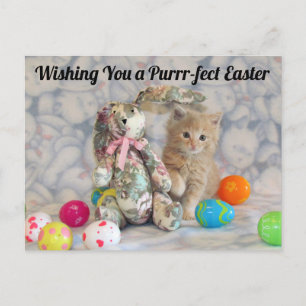 Buffington's Easter Bunny - Cat / Kitten Postcard