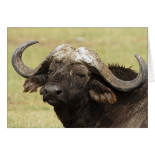 Buffle d'Afrique, Syncerus caffer