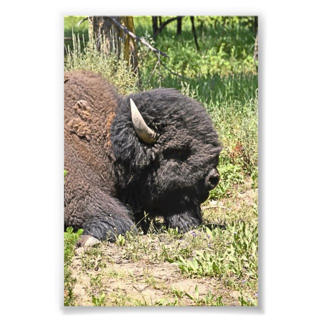 buffle photo 6x4 (Devant)