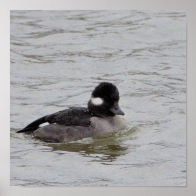 Bufflehead Duck Photo Poster (Front)