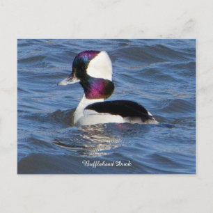 Bufflehead Duck Postcard
