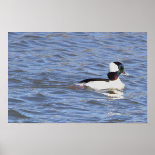 Bufflehead Duck Poster