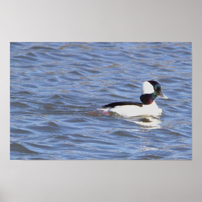 Bufflehead Duck Poster (Front)
