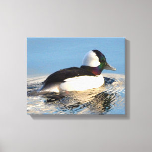 Bufflehead Duck Premium Wrapped Canvas (Gloss)