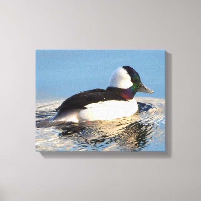 Bufflehead Duck Premium Wrapped Canvas (Gloss) (Front)