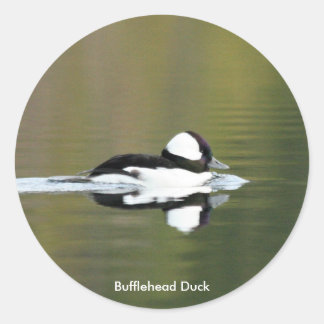 Bufflehead Duck stickers