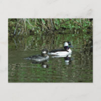 Buffleheads - Dipper Ducks