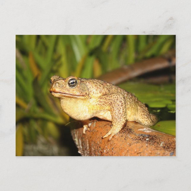 bufo the frog postcard (Front)