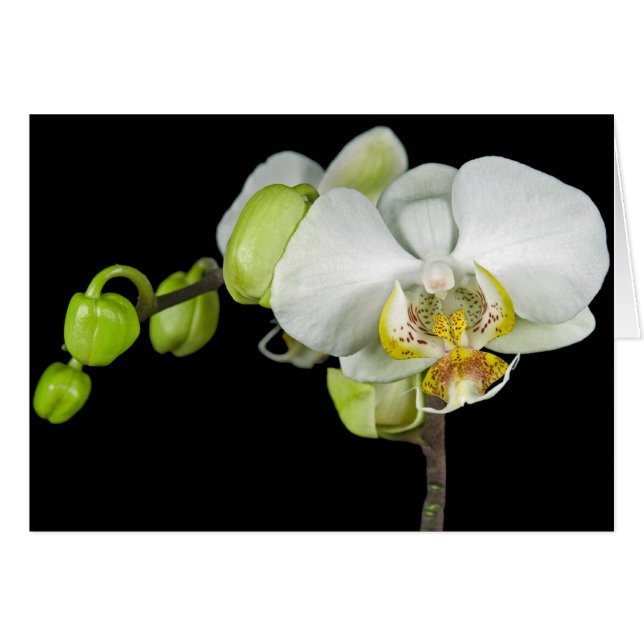 Bufs Et Blossoms (Devant horizontal)