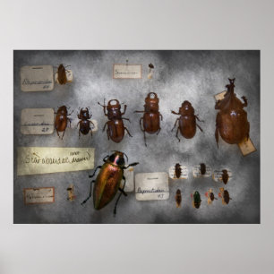Bug Collector - The insect Collection Poster