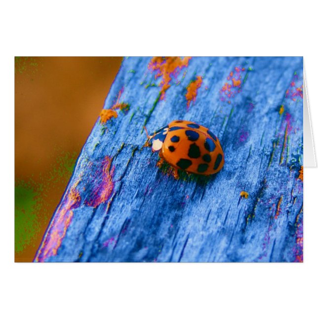 Bug couleur fou (Devant horizontal)