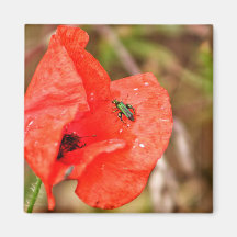 Bug on a poppy flower