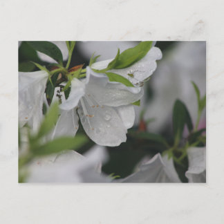 Bug on an Azalea Postcard