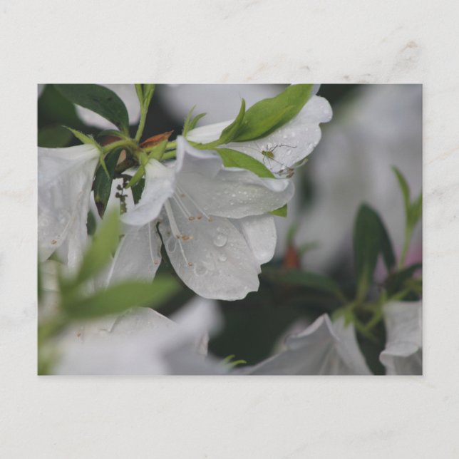 Bug on an Azalea Postcard (Front)