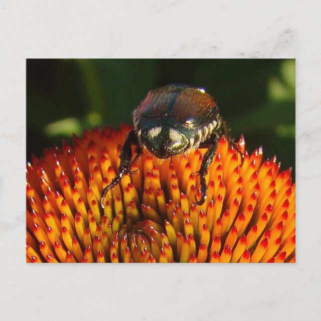 Bug on Flower Closeup Postcard (Front)
