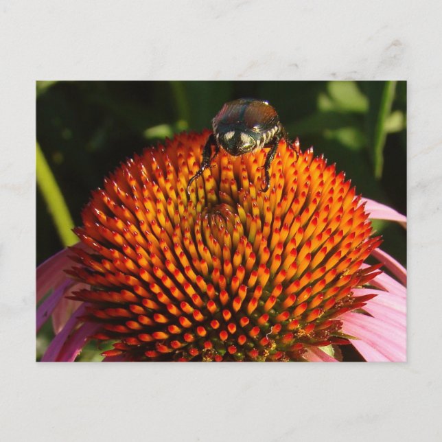 Bug on Flower Postcard (Front)