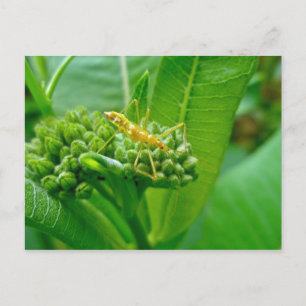 Bug reduviid sur carte postale Milkweed