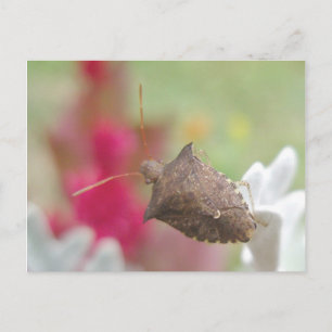 Bug Shield sur la carte postale Dusty Miller