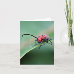 Bug With Attitude Nature Photography  Note Card