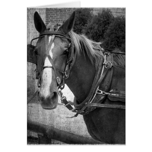 Buggy Horse at the Hitching Post (Front)