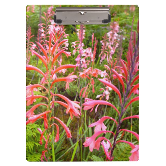 Bugle Lily (Watsonia) Flower, Eastern Cape Clipboard (Front)