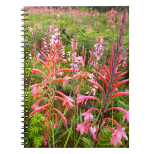 Bugle Lily (Watsonia) Flower, Eastern Cape Notebook