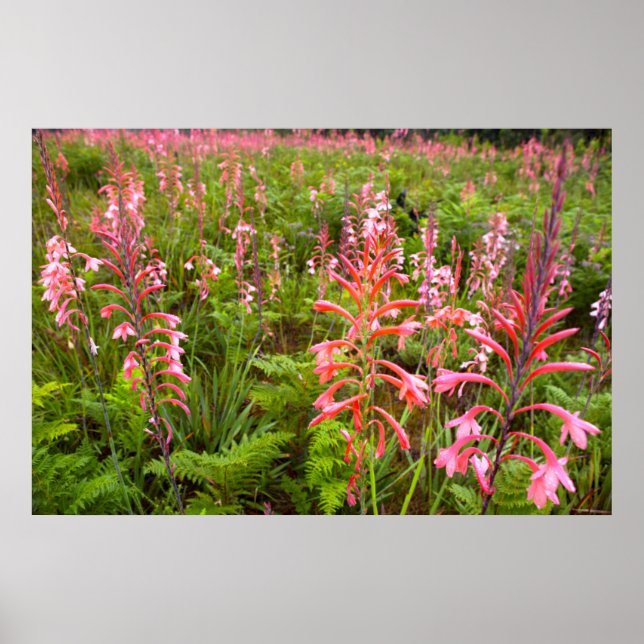 Bugle Lily (Watsonia) Flower, Eastern Cape Poster (Front)
