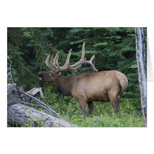 Bugling elk in Banff National Park, Canada.