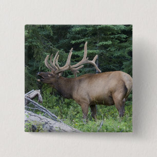 Bugling elk in Banff National Park, Canada. 2 Inch Square Button
