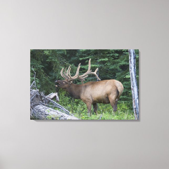 Bugling elk in Banff National Park, Canada. Canvas Print (Front)