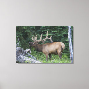 Bugling elk in Banff National Park, Canada. Canvas Print