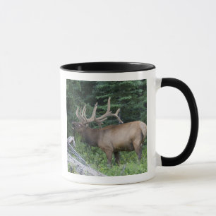 Bugling elk in Banff National Park, Canada. Mug