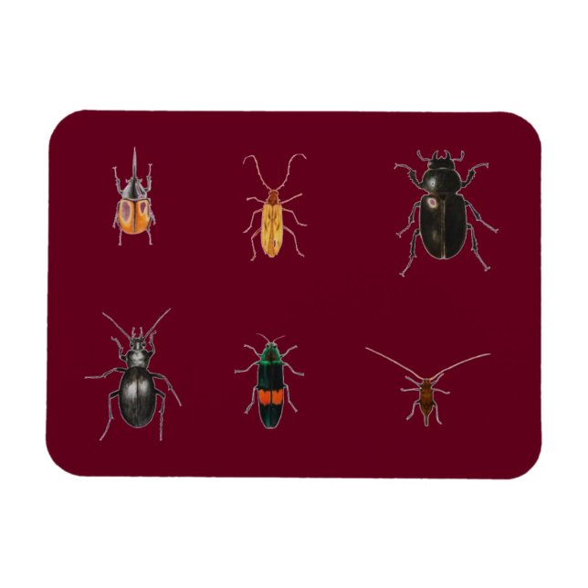 Bugs 2011 magnet (Horizontal)